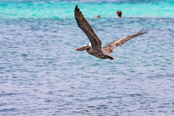Aruba, fliegender Pelikan auf der karibischen ABC-Insel.