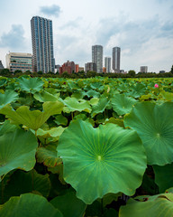 Lotus field, Ueno park, Tokyo, Japan 