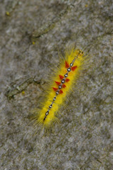 Raupe der  Ahorn-Rindeneule (Acronicta aceris)