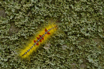 Raupe der  Ahorn-Rindeneule (Acronicta aceris)