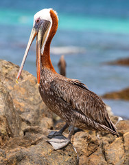 Pelikane auf der Insel Aruba.