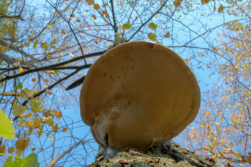 Mushroom parasite tinder on tree