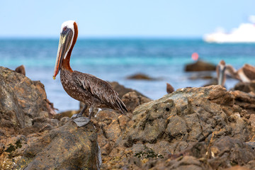 Pelikane auf der Insel Aruba.