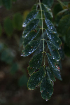 Raindrops on Dark Green Compound Leaf