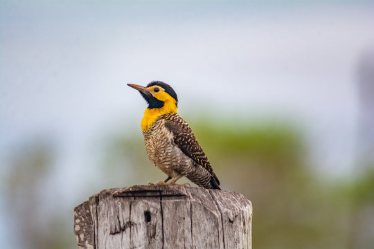 Yellow Campo Flicker Bird