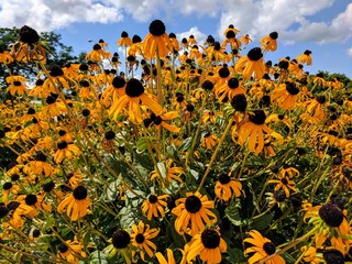 Small Sunflowers in Bloom across Arkansas