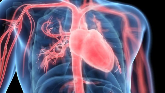Human heart and vascular system against a black background, animation.