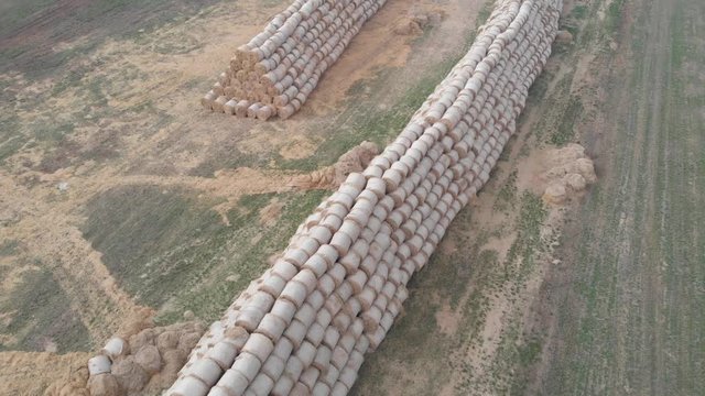 Flight over crop wheat or rye field with stook hay straw bales. Harvest agriculture farm rural aerial 4k video background. Bread production concept.
