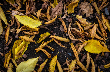 autumn leafs of trees with beautiful colors