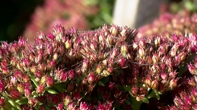 Als w&uuml;rden glitzernde Perlenketten auf den Bl&uuml;ten der Fetthenne im Wind zittern
