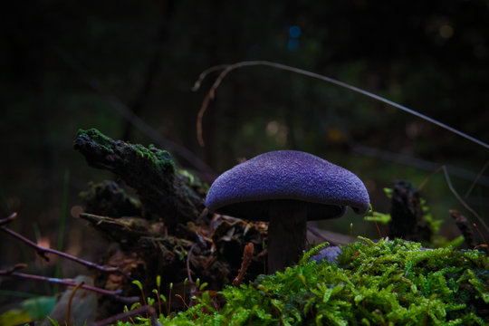 Wild mushroom Violet Webcap growing in the woods, Cortinarius violaceus