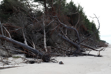 fallen pine trees on the beach
