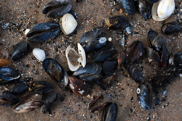 empty sea shells on the beach close up