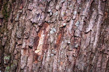 Naklejka premium background texture bark of a tree