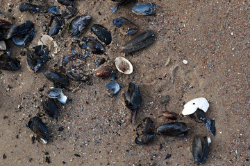 empty sea shells on the beach close up