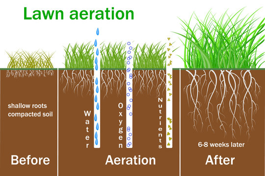 Lawn aeration for active plant growth. Free access of water and air to soil. Process steps before and after. Vector Lawn grass care service, gardening of lawns and landscape design services.