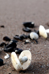Fototapeta na wymiar empty sea shells on the beach close up