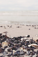 Fototapeta na wymiar empty sea shells on the beach close up