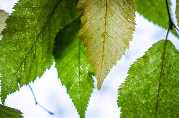 nature during  a stunning autumn where the leafs have beautiful colors, simpy a grorgous indian summer  