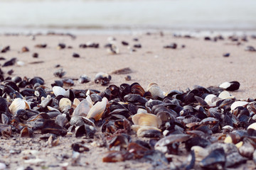 empty sea shells on the beach close up