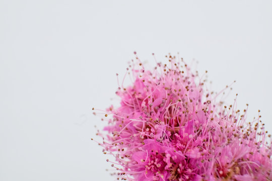 Close-up of the tiny flowers of a  Spiraea billardii  on a white background