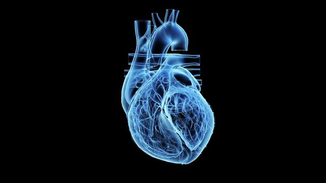 Human heart beating against a black background, animation.
