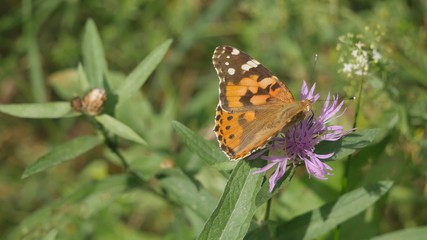  Butterfly Vanessa cardui on a meadow cornflower close-up