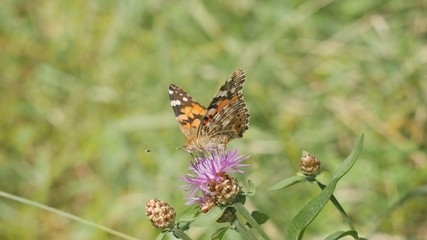 Butterfly Vanessa cardui on a meadow flower eats nectar.