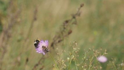  Volucella bombylans on a meadow flower.