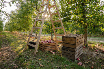 Freshly pickled ripe organic apples in dark wooden crate on green grass, outside in garden, nobody autumn harvest