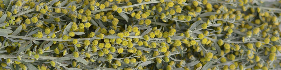 Wormwood background. Wormwood branch. Medicinal plant. Absinthium