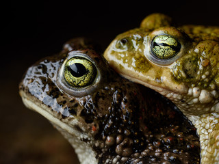 two Natterjack toad (Epidalea calamita) in amplexus reproduction.