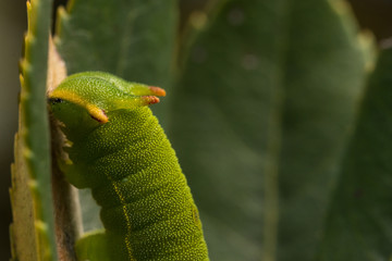 The two-tailed pasha or foxy emperor (Charaxes jasius)