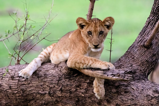 Lion cub posing in a tree