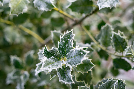 Winterwonder