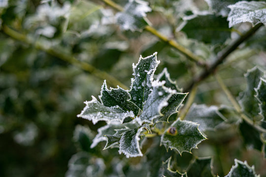 Winterwonder