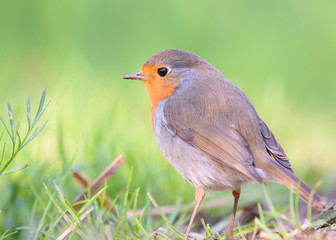 The European robin (Erithacus rubecula)