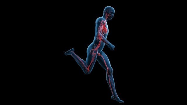 Heart and vascular system of a runner against a black background, animation.