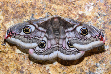 The small emperor moth (Saturnia pavonia)
