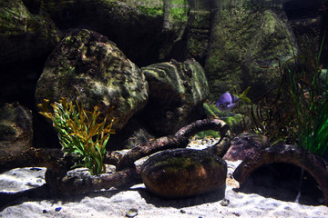 fish swimming around a old chain