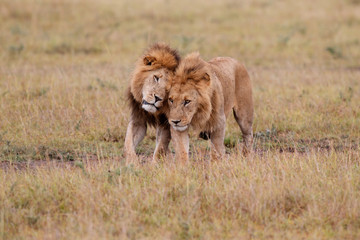 Brotherhood - coalition of male lion on the plains of the Masai Mara Game Reserve in Kenya
