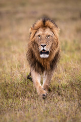 Obraz na płótnie Canvas Male lion on the plains of the Masai Mara Game Reserve in Kenya