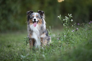 Mini Aussie sitzend