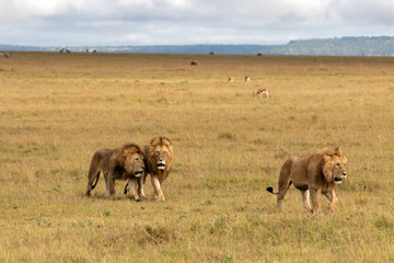 Fototapeta na wymiar Brotherhood - coalition of male lion on the plains of the Masai Mara Game Reserve in Kenya