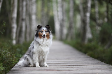 Sheltie im Moor