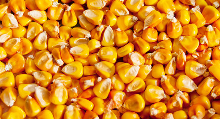 Close up of corn grains background texture