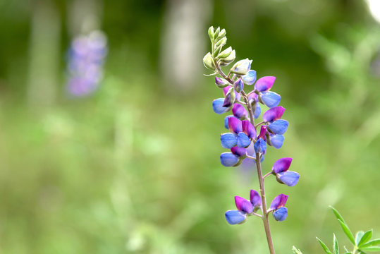 Flor silvestre