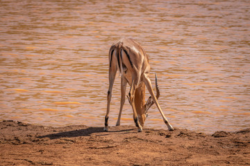 Impala (Aepyceros Melampus) drinking at a waterhole, Madikwe Game Reserve, South Africa.