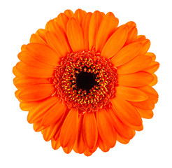 Oranje Gerbera bloemhoofdje