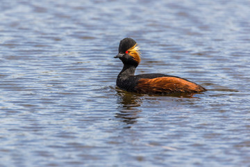 Black-necked grebe (Podiceps nigricollis)